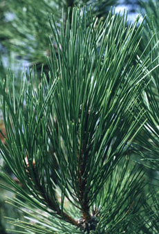 pineblack1a.png