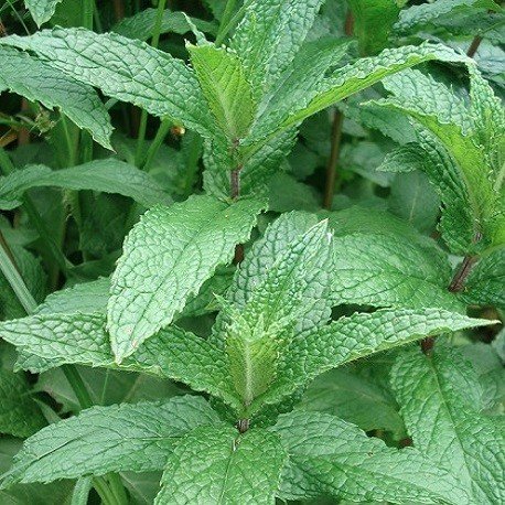peppermint2a.jpg