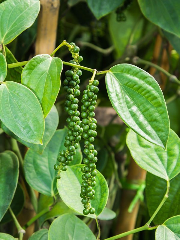 pepperblack1a.jpg