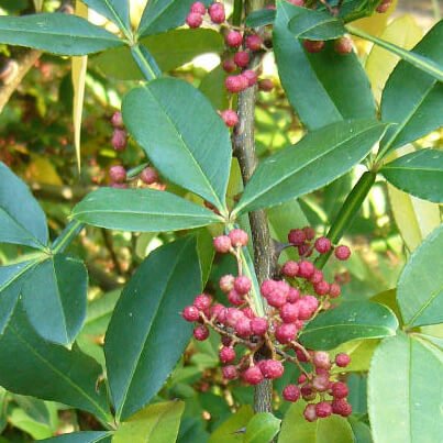 zanthoxylum3a.jpg