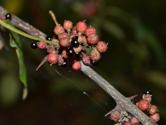 zanthoxylum2a.png