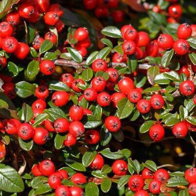 wintergreen2a.jpg