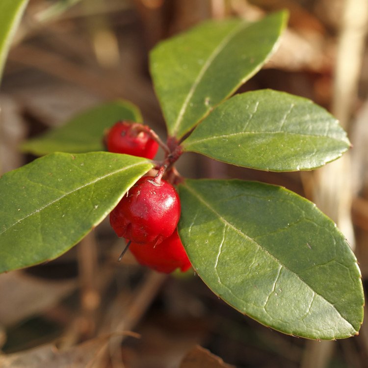 wintergreen1a.jpg