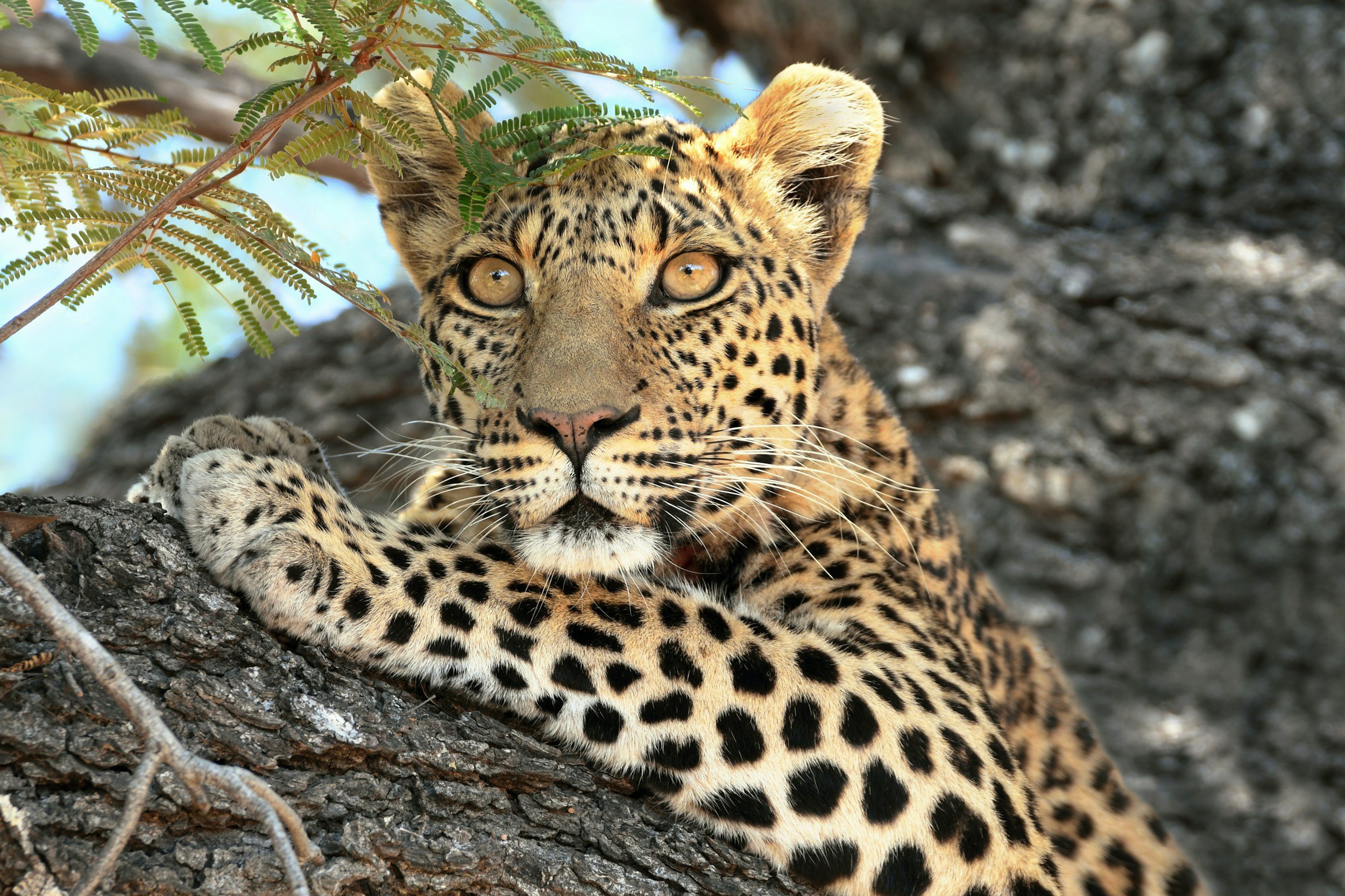 Leopard resting in a tree with front paws on a branch, looking forward with alert, focused eyes
