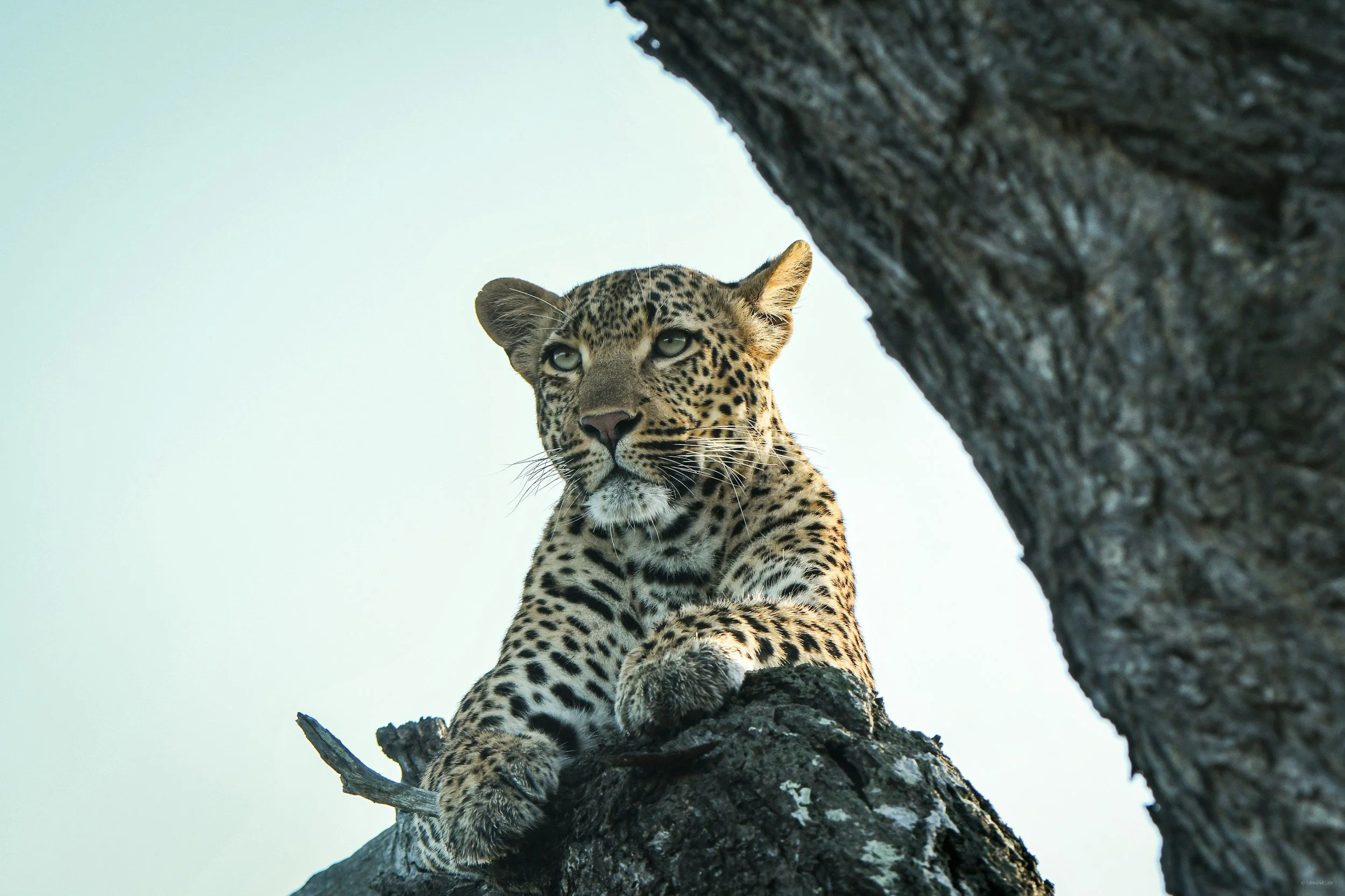 Leopard sitting upright on a tree branch, looking outward with a calm, alert gaze