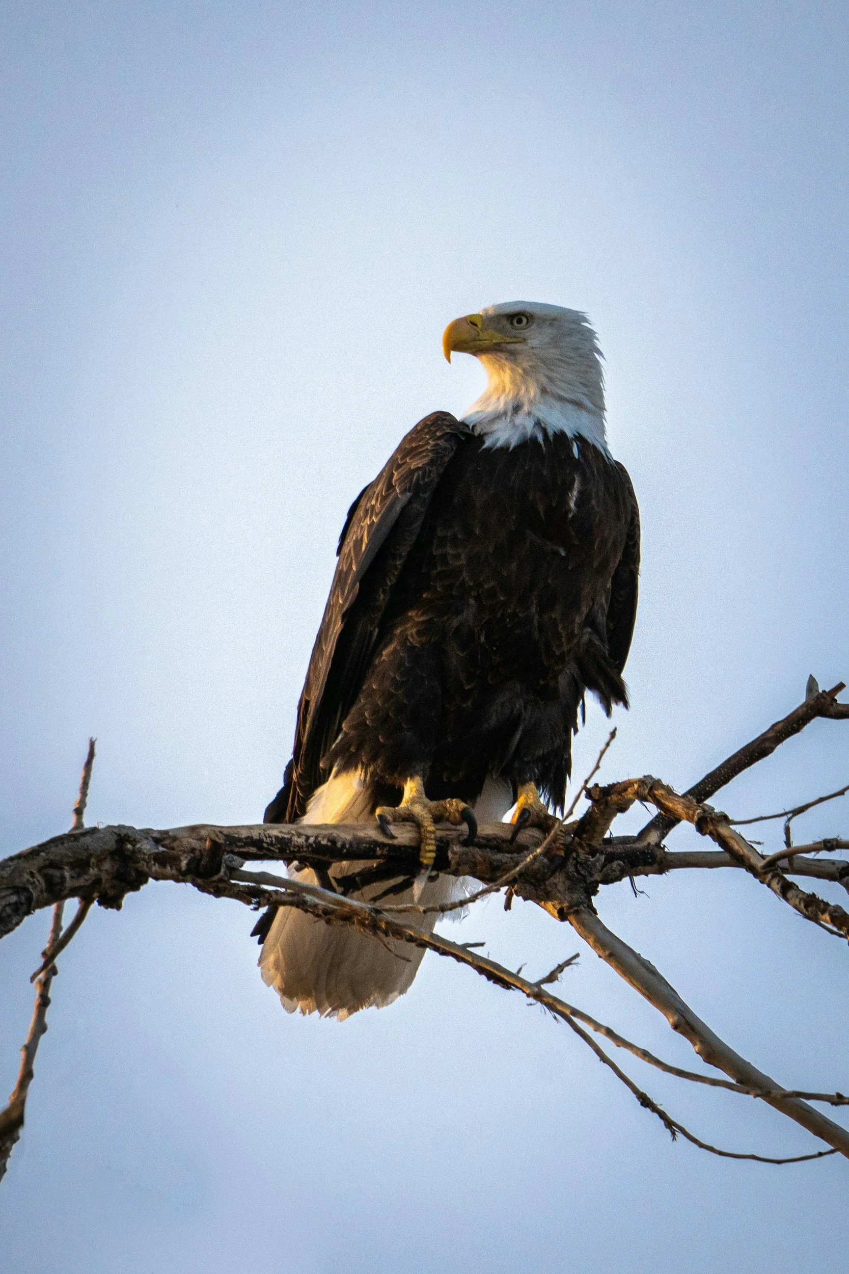 Eagle perched on a branch. 