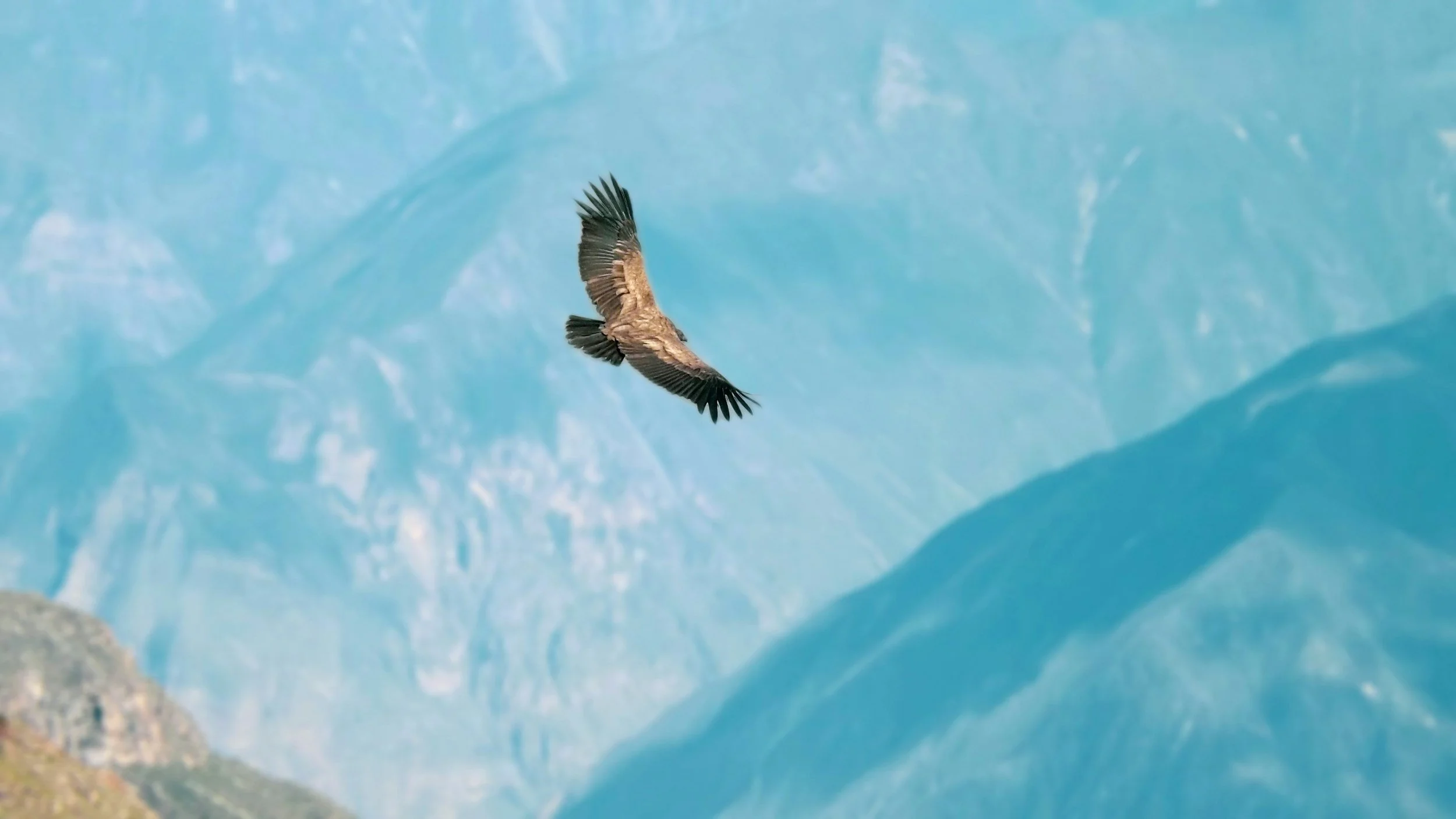 Eagle soaring in the blue open sky.