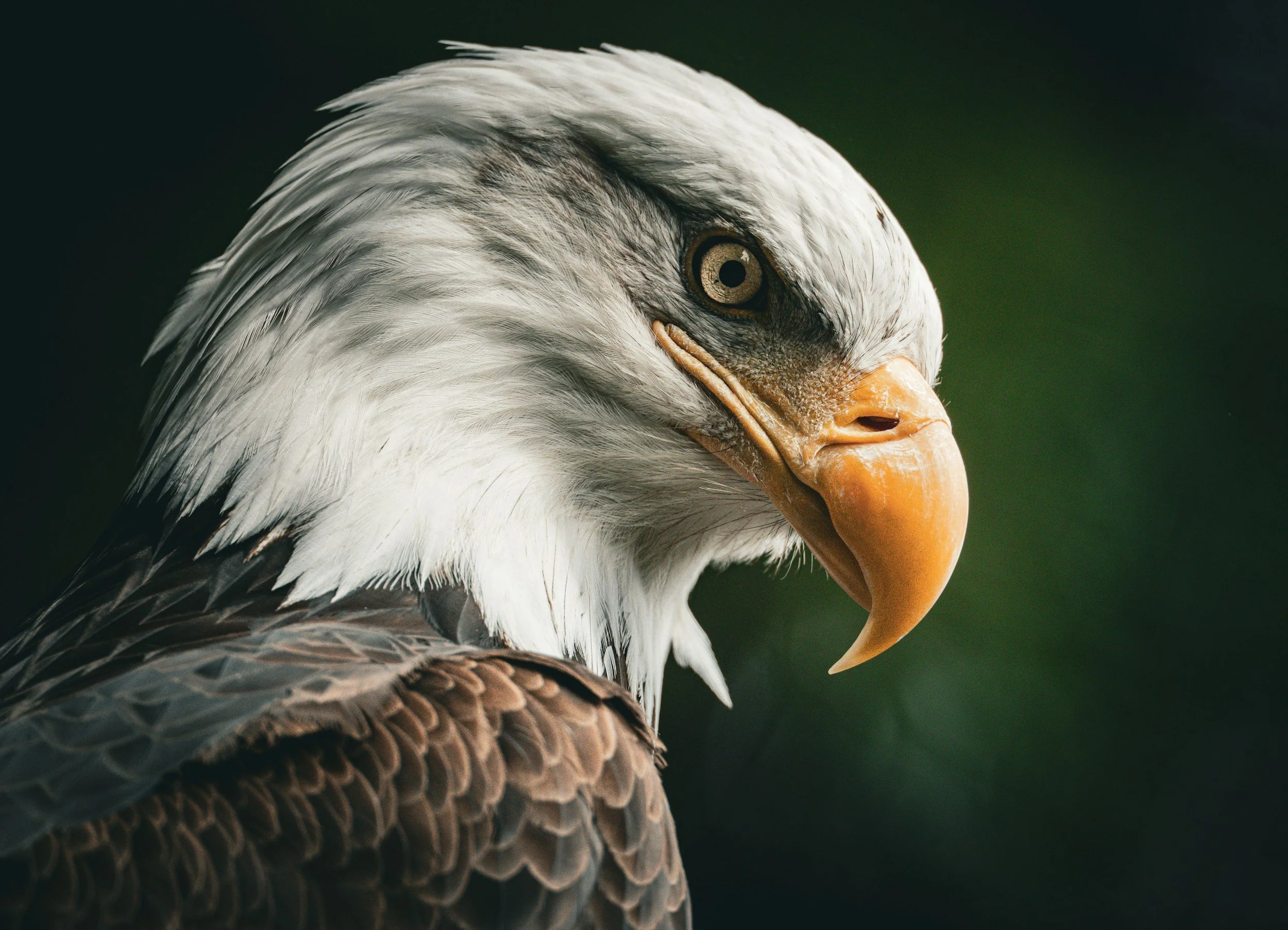 Eagles Head.