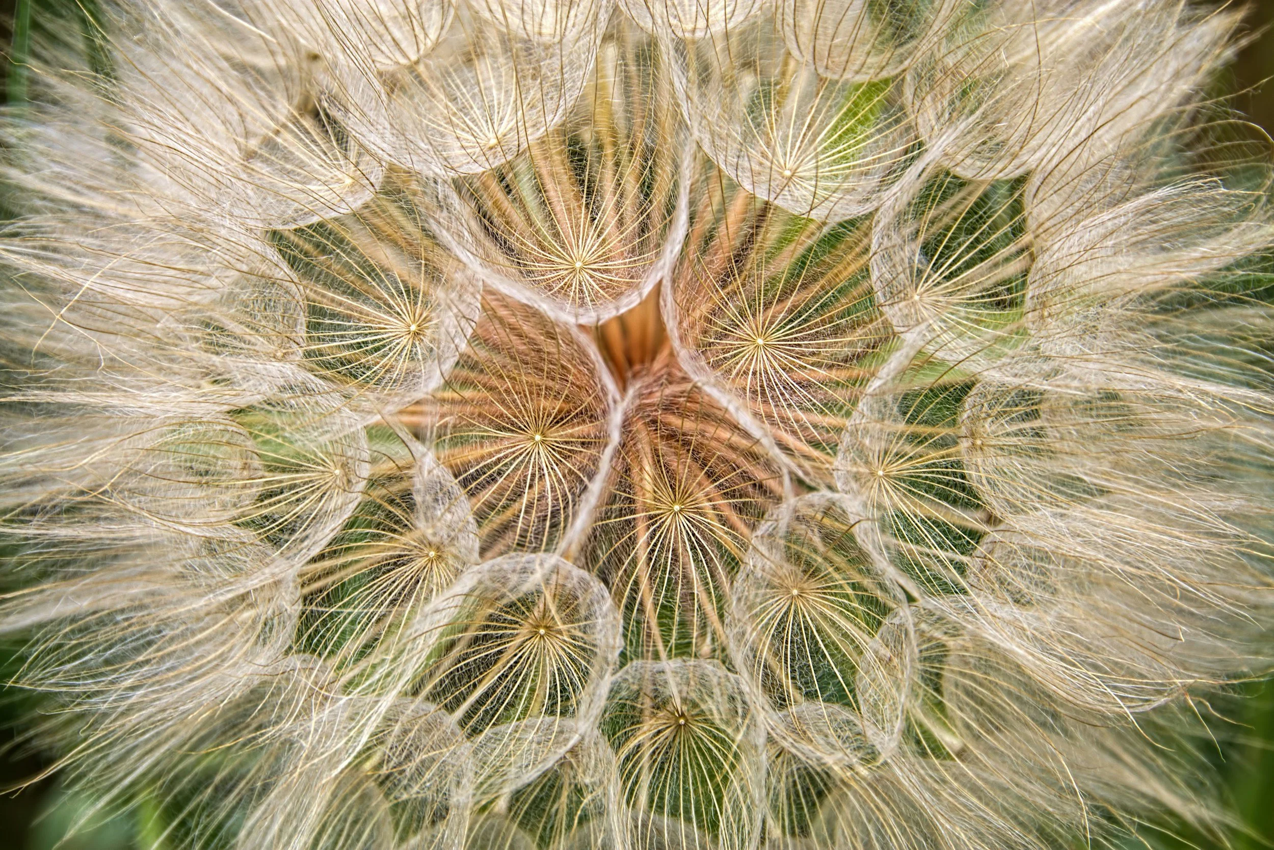 Image of seeds.
