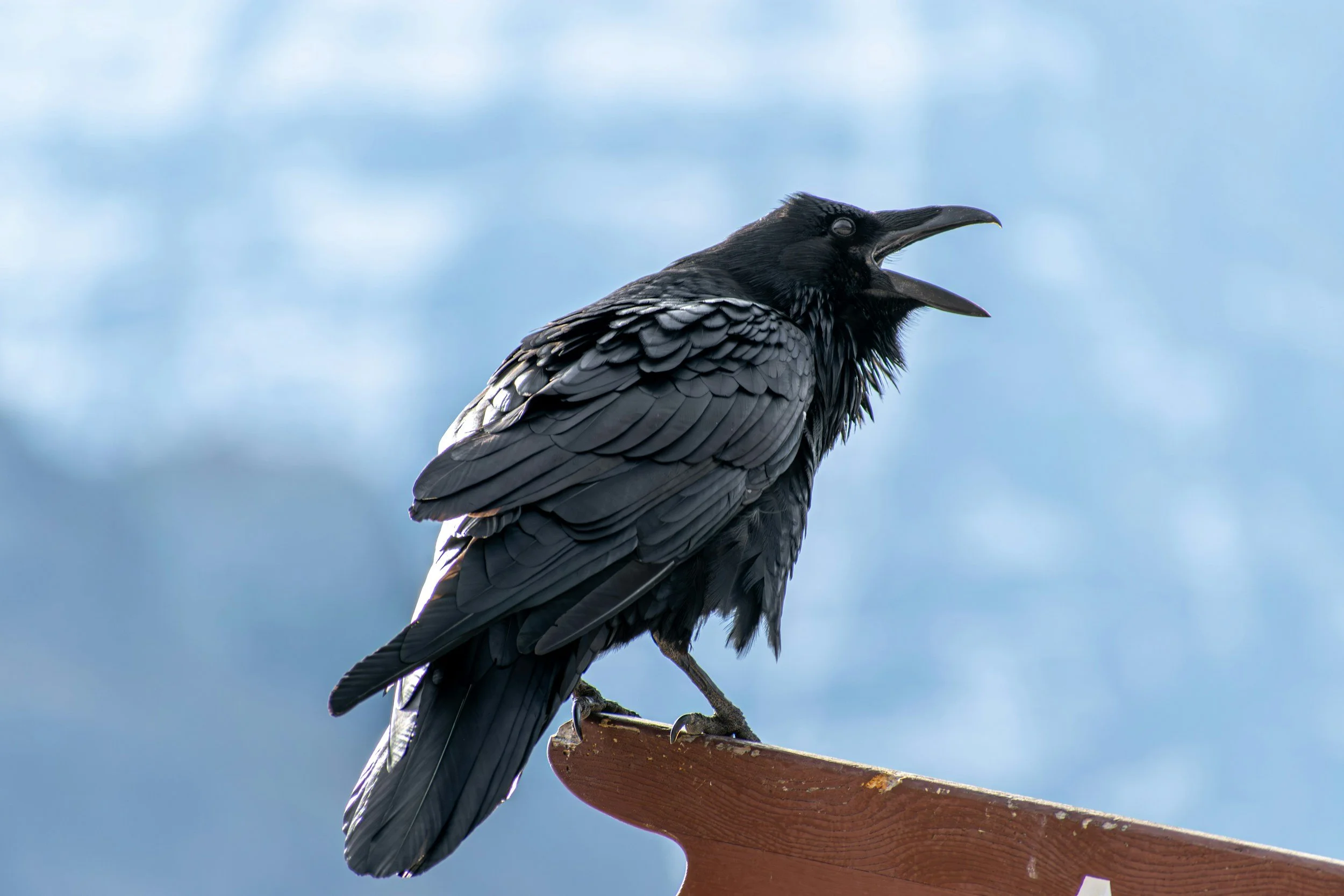 Raven standing on the edge of something.
