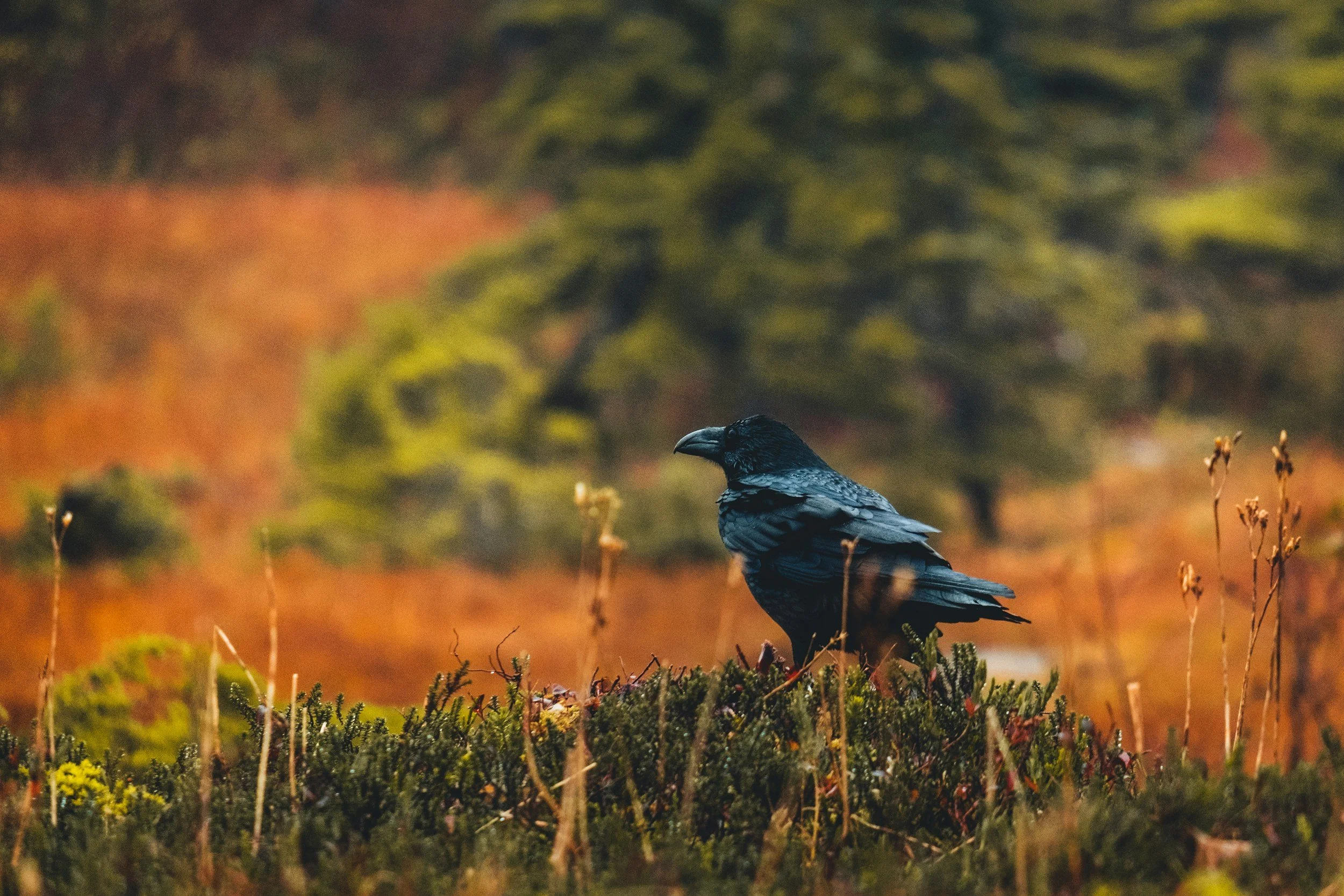 Raven sitting on a hill.