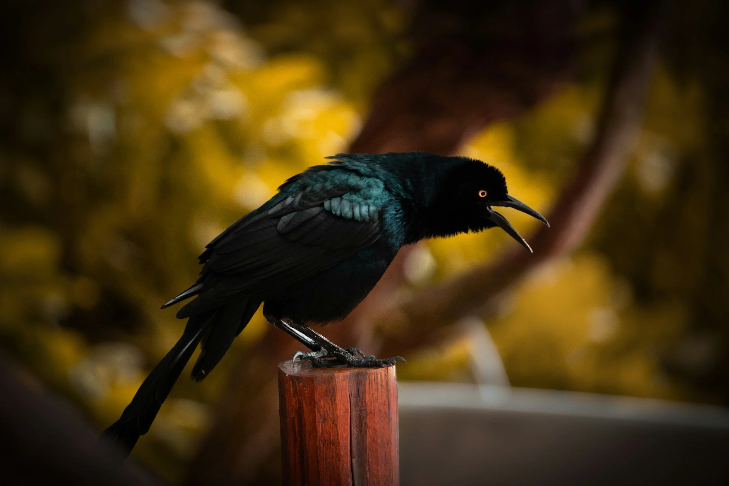 Raven sitting on a post.