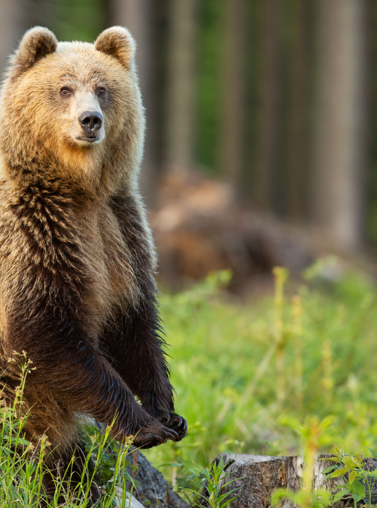Animal Wisdom: Bear | The Wisdom of Going Within - Online