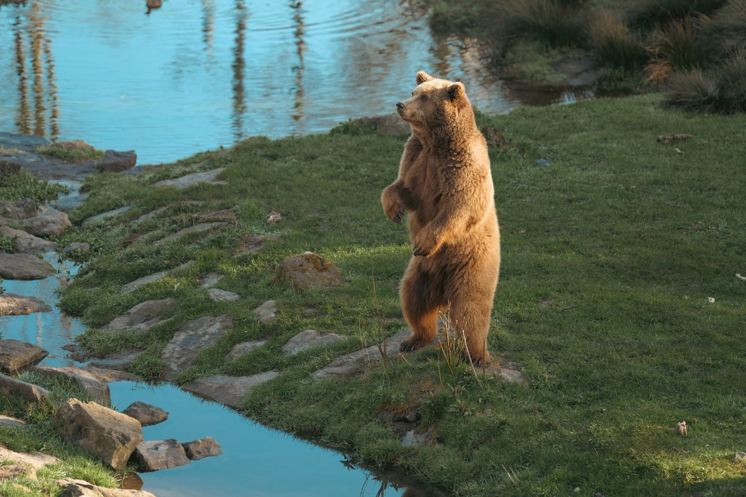 Bear standing listening for sounds near water.
