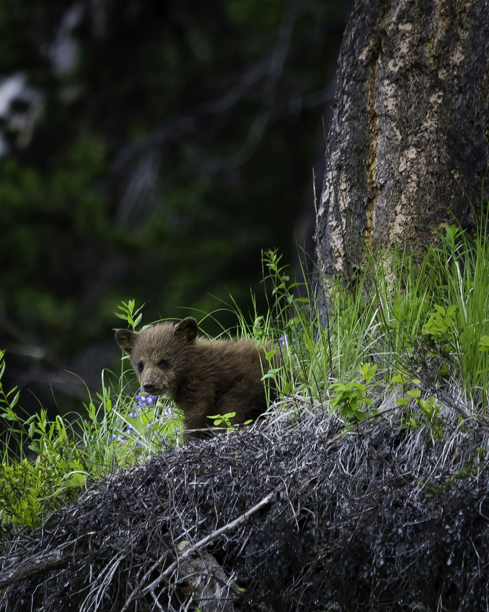 Bear cub emerging from behind a tree.