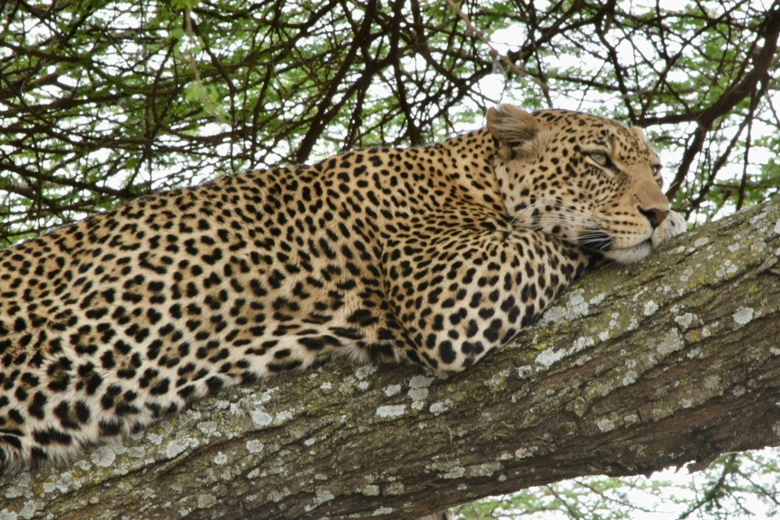 Leopard resting quietly on a tree branch, eyes soft and body relaxed, surrounded by natural greenery