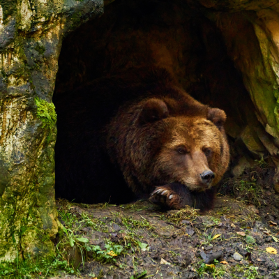 Bear sleeping in cave