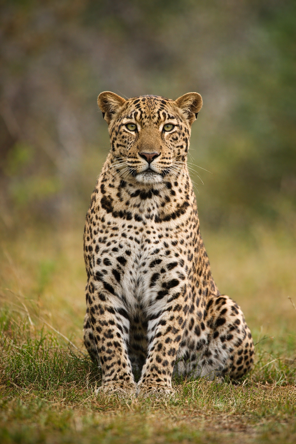 Leopard sitting in grass, facing forward with a calm, alert expression