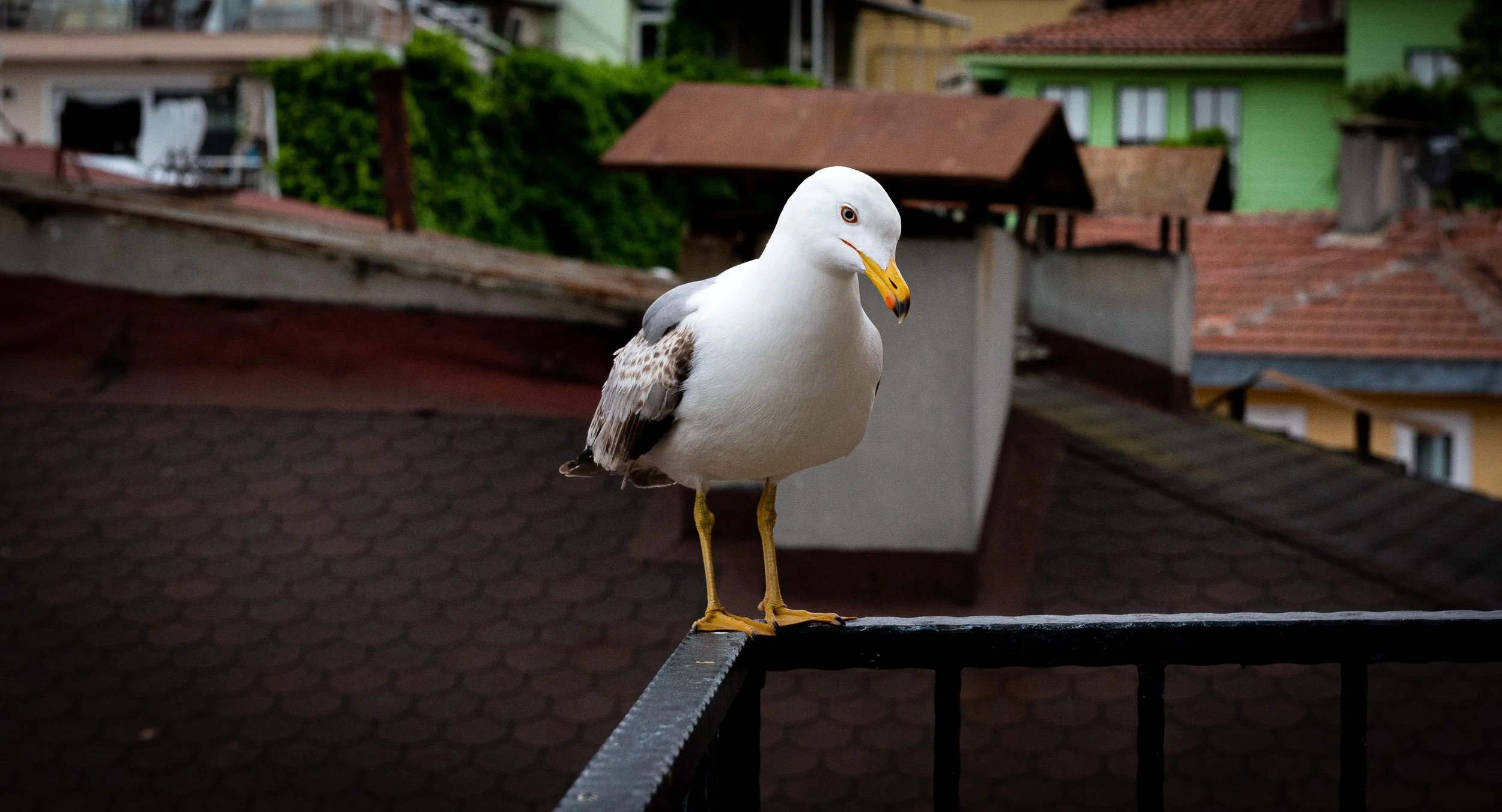 Istanbul 2023 (34 of 41).jpg