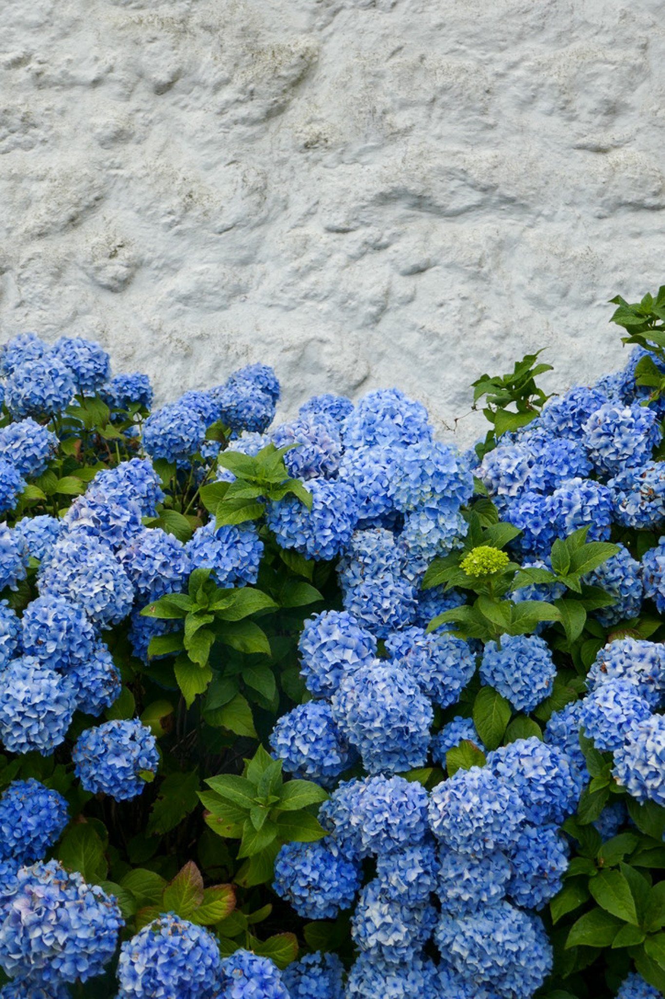 4689AB05-66B6-4A44-91A3-824F3236F13B_1_105_c.jpg