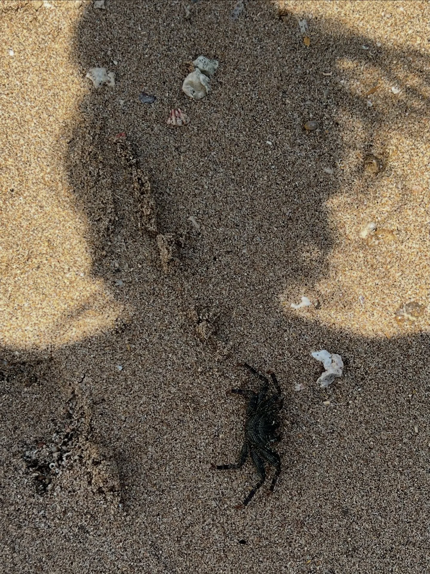 &bdquo;Beneath the surface of the protective parts of trauma survivors there exists an undamaged essence, a Self that is confident, curious, and calm, a Self that has been sheltered from destruction by the various protectors that have emerged in thei