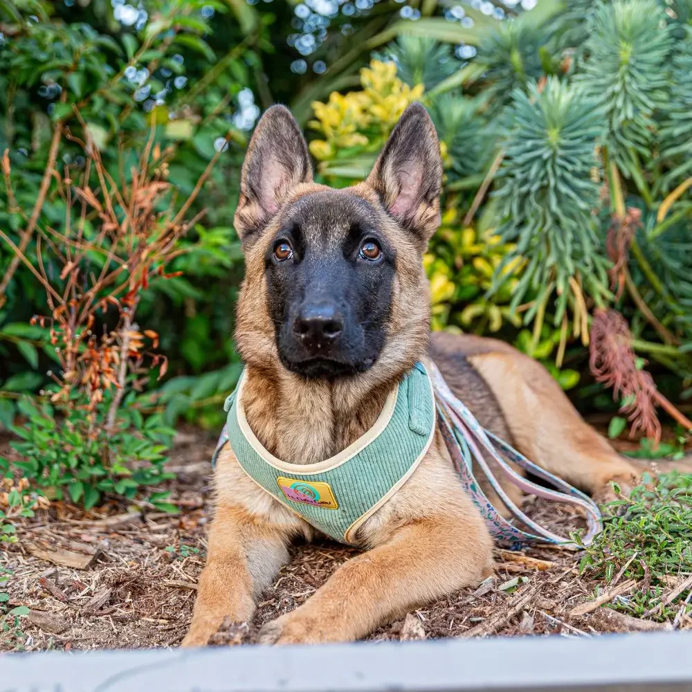 Autumn Shedding: Boost Your Dog's Coat