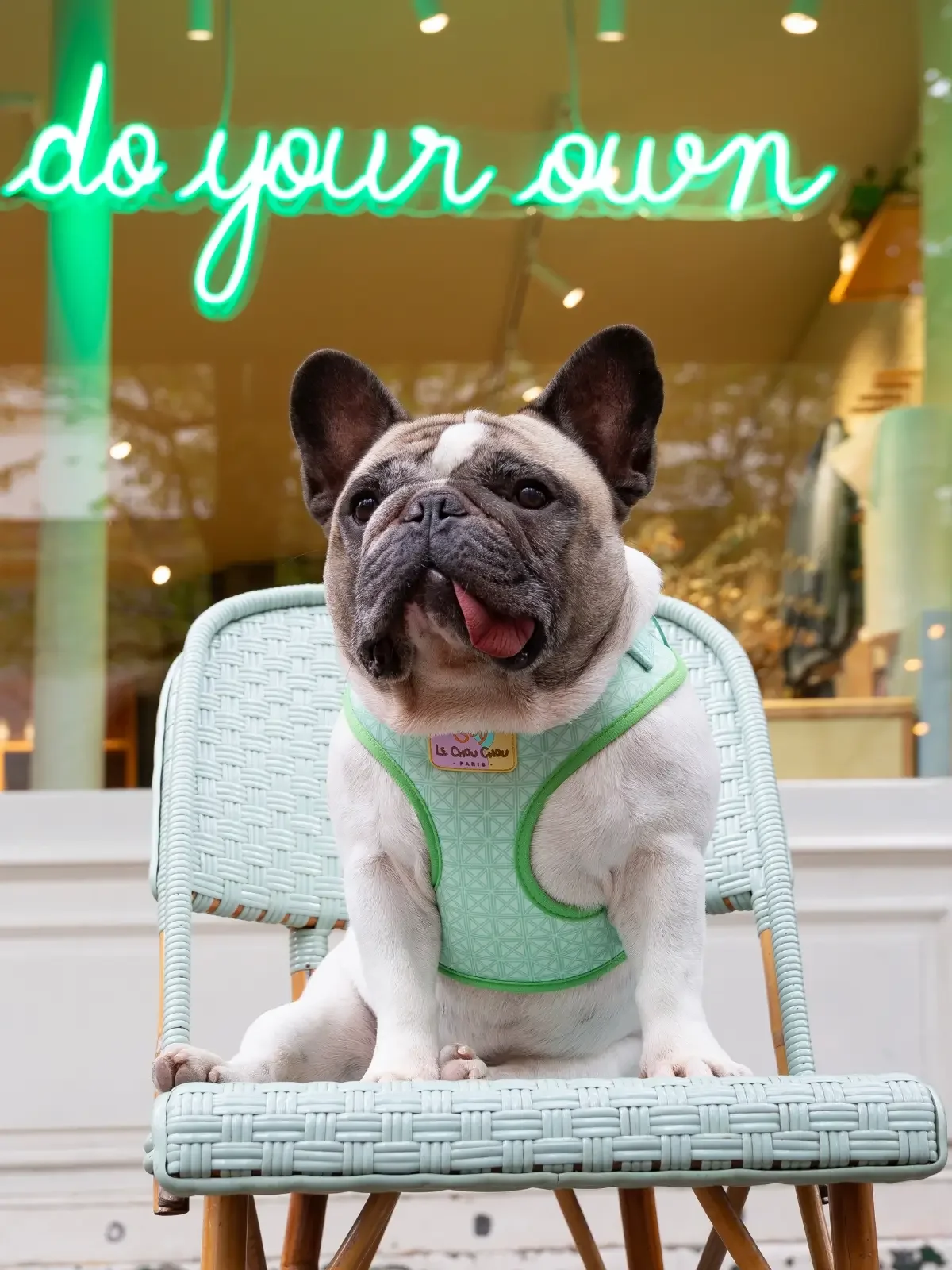 French bulldog wearing Émeraude Élégance harness in front of a Paris boutique – Le ChouChou Paris