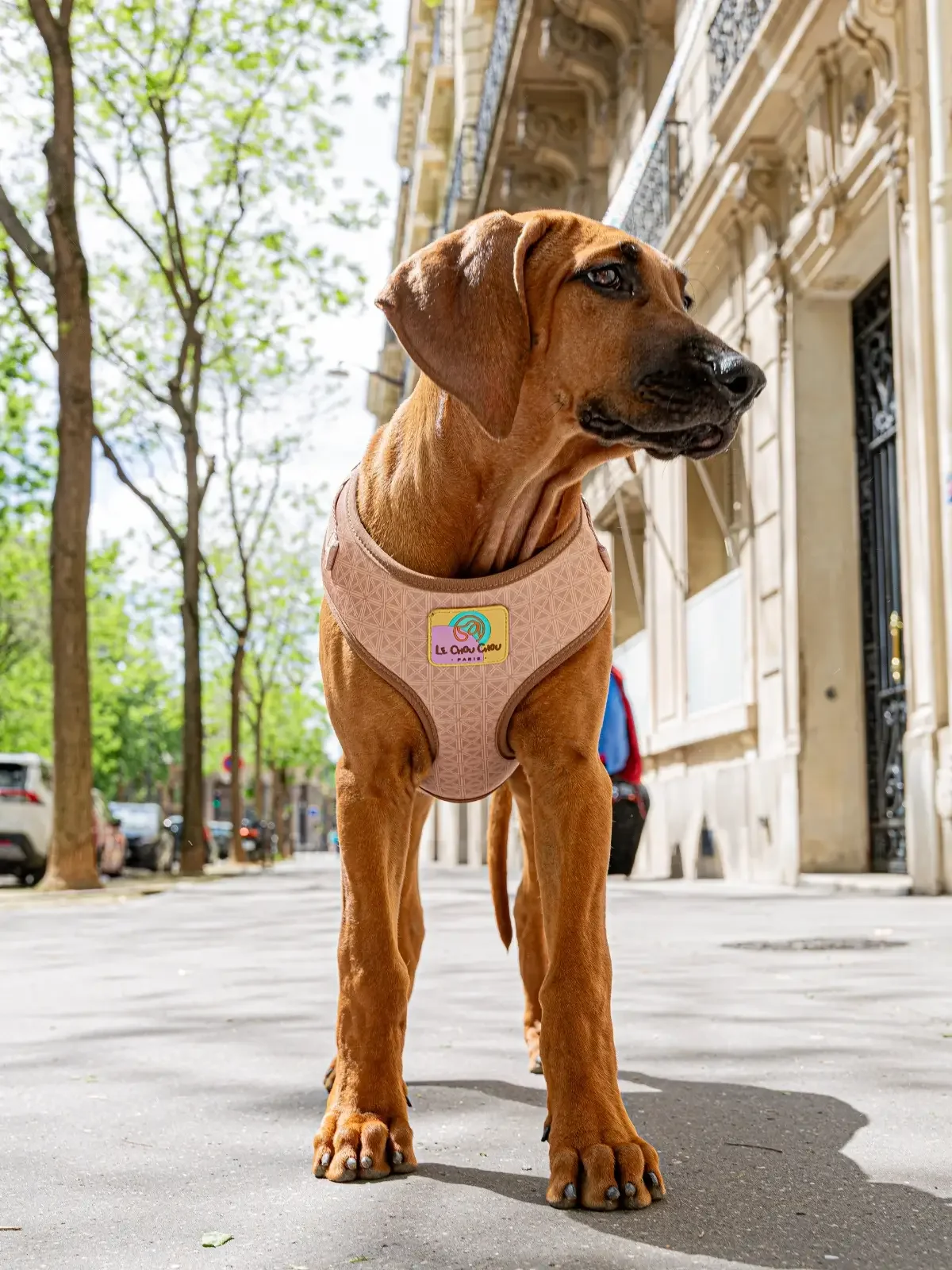 Dog wearing Château Chic dog harness walking in a Paris street – Le ChouChou Paris