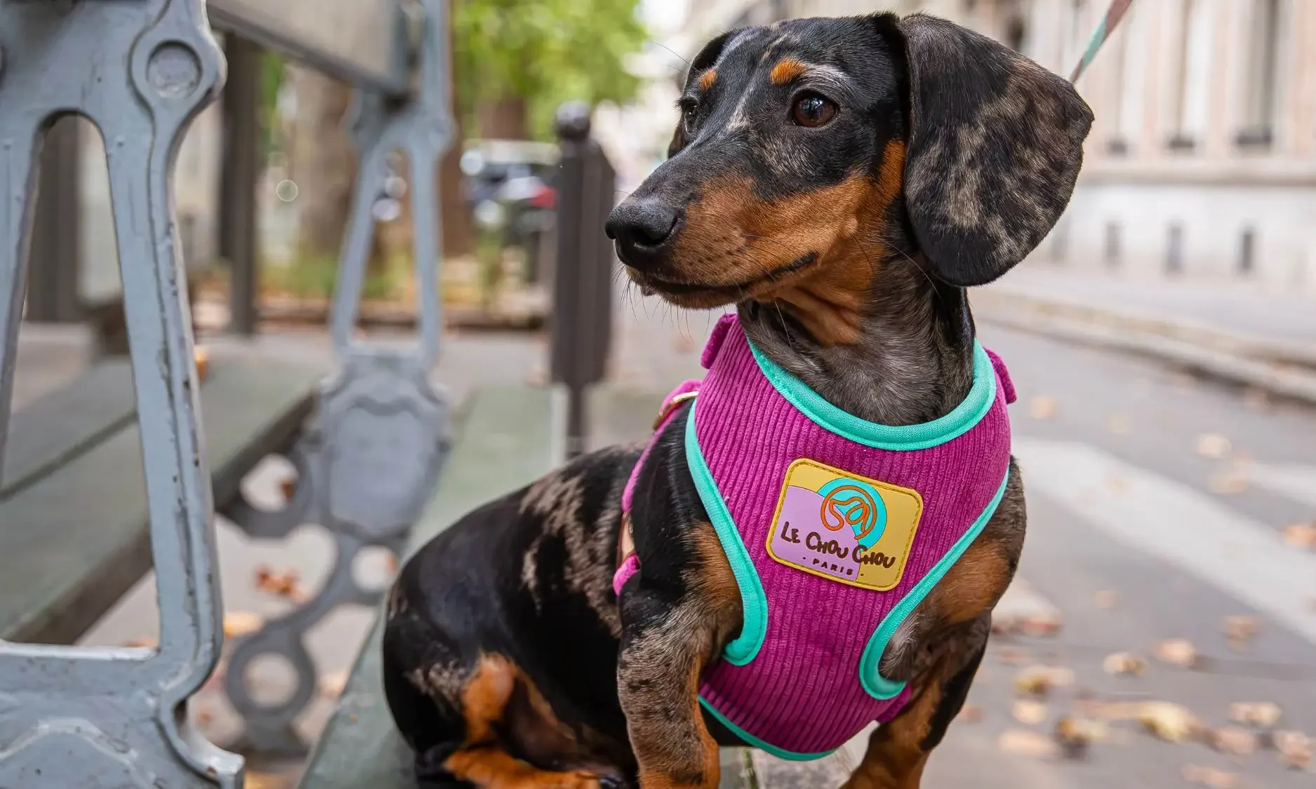 Dachshund sitting on a bench in Paris wearing a Le ChouChou Paris harness