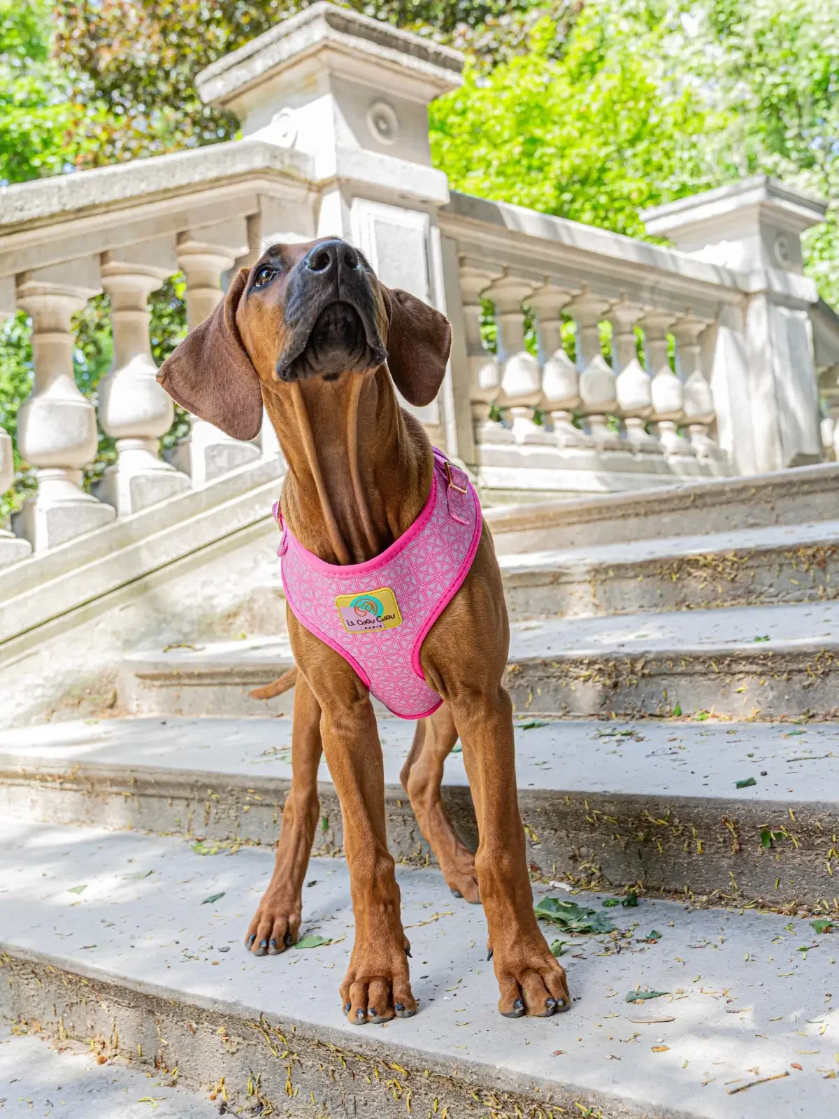 Dog wearing La Vie en Rose harness on Parisian stairs – Le ChouChou Paris