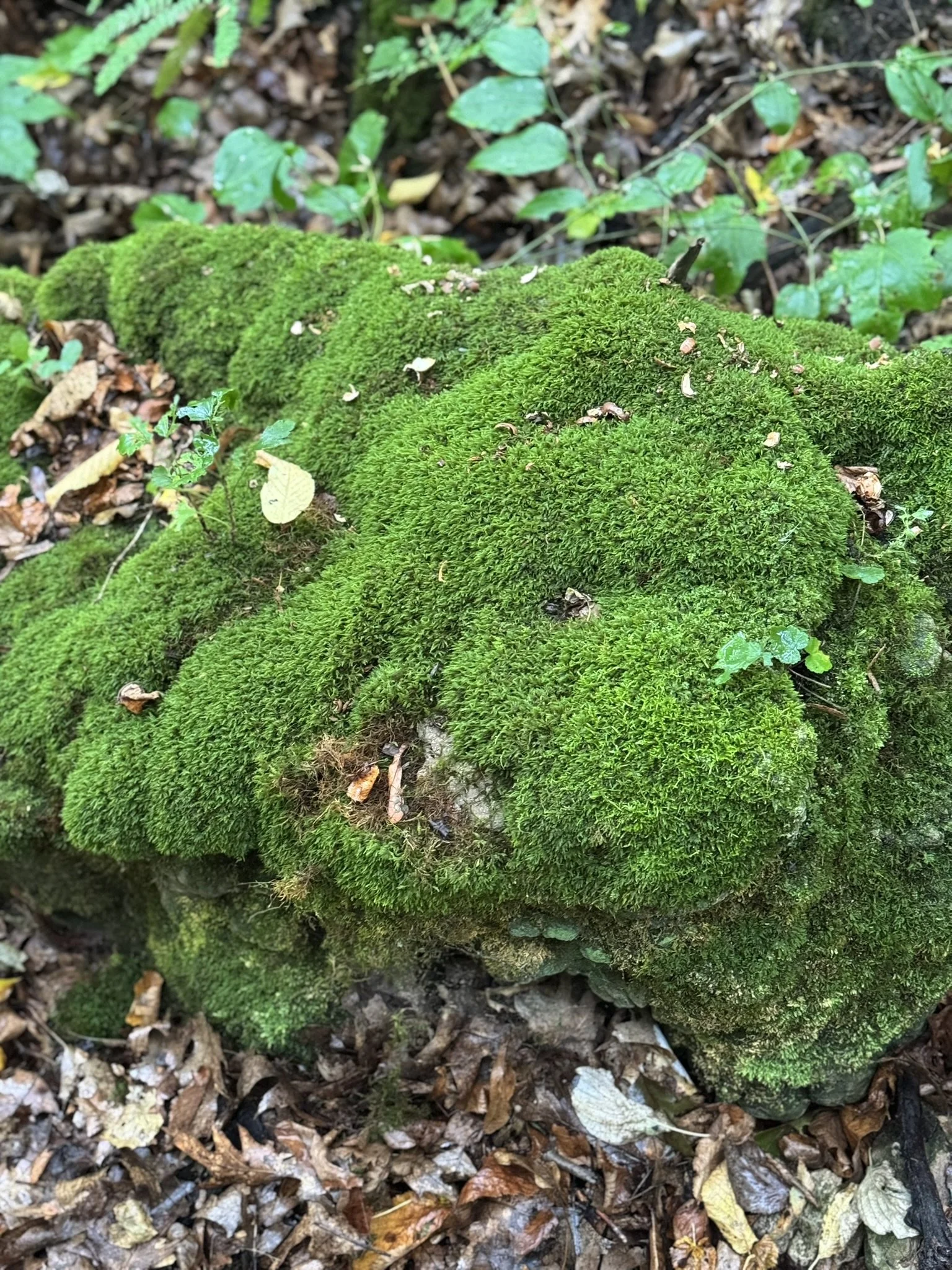 moss.JPEG