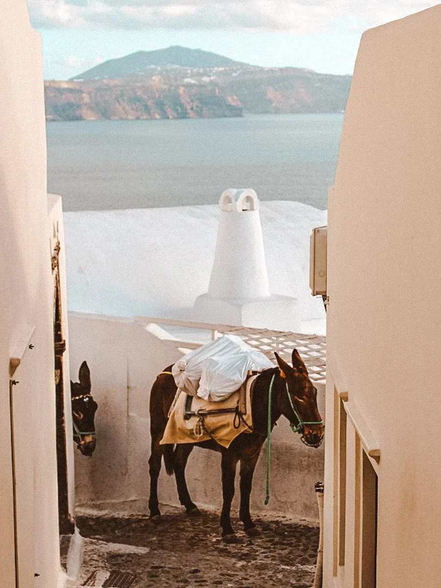 Esel in Oia
