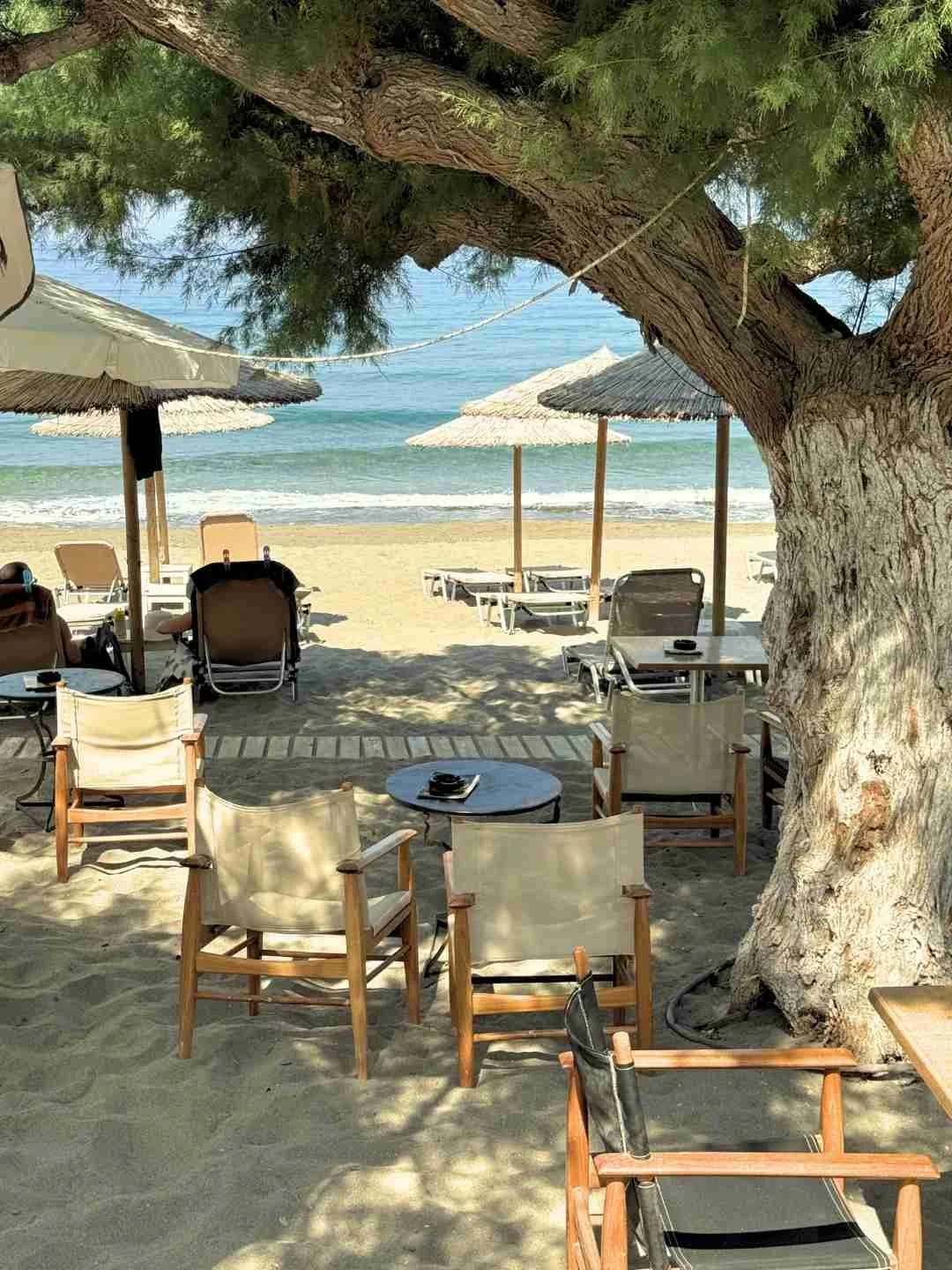 Tamariske am Strand von Kalamaki auf Kreta