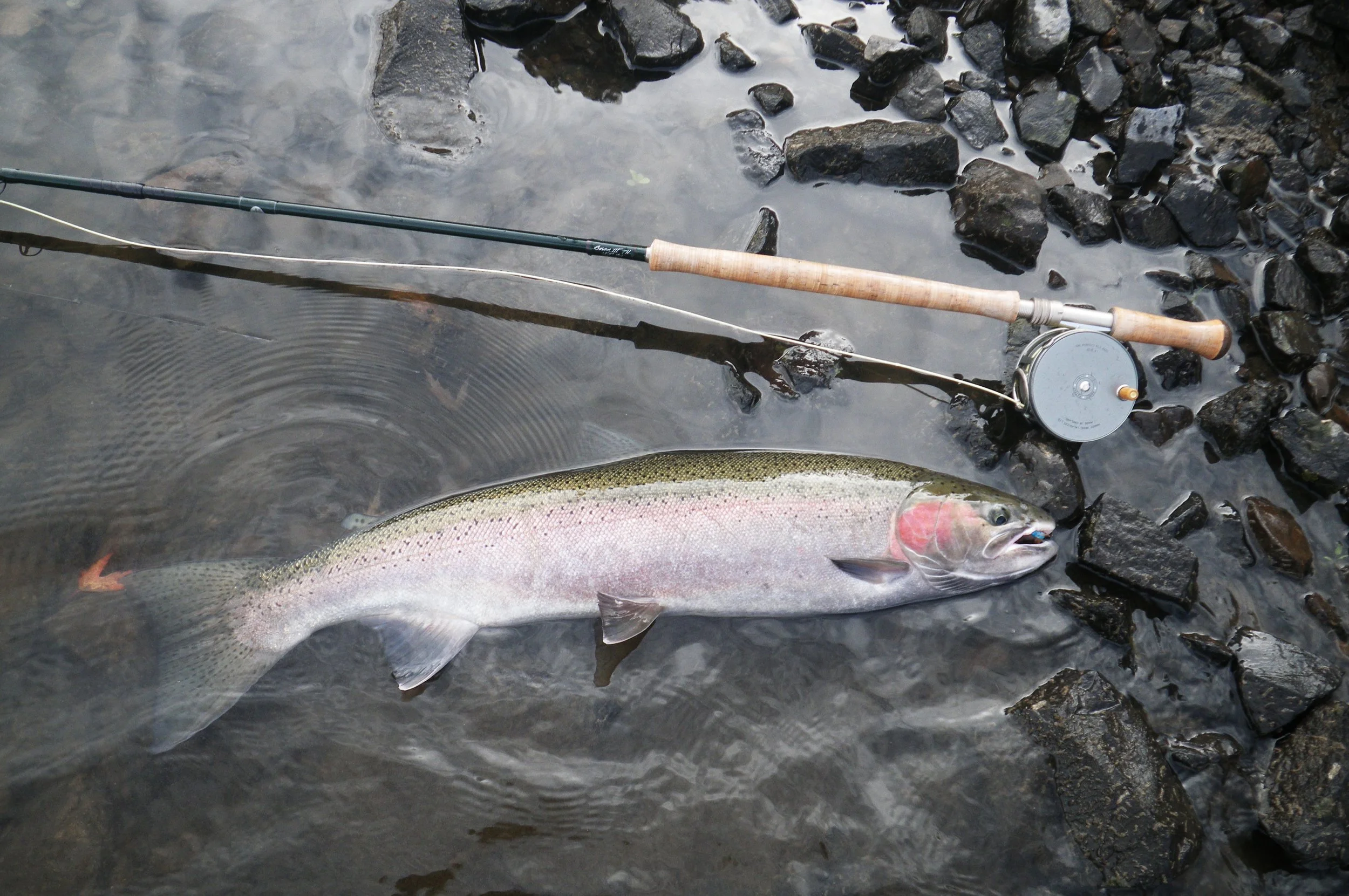 W-Buck @ Amos Cr (38-Inch) V.jpg