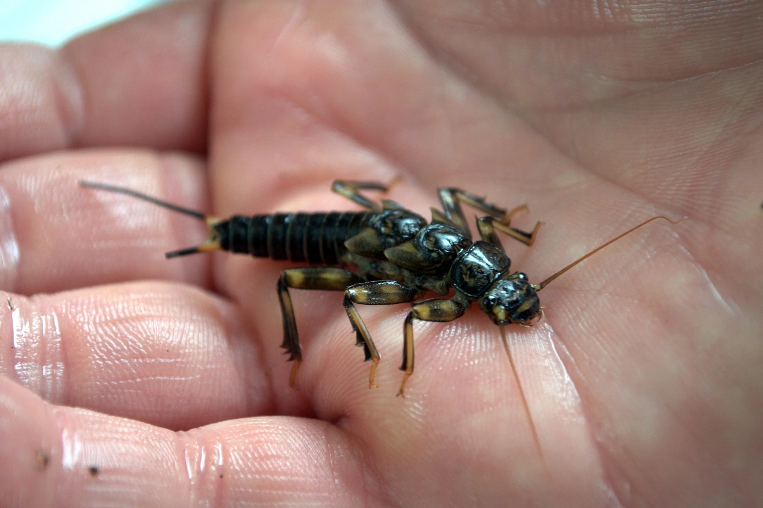  2025 Macroinvertebrate Report Summary