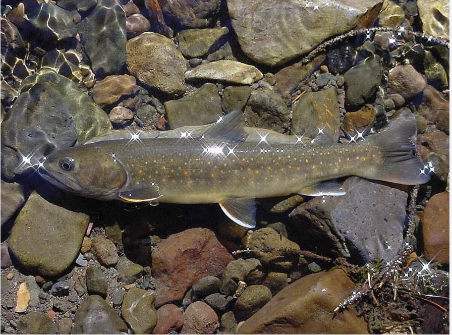 What’s Happening With Bull Trout on the Lower Deschutes?