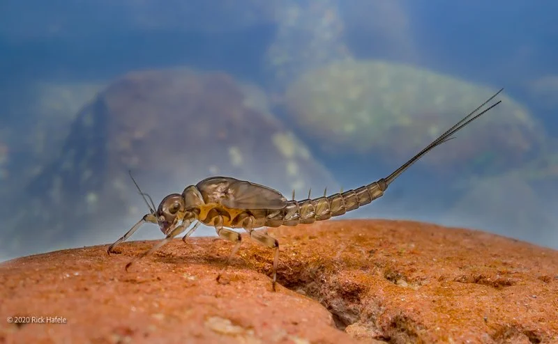 Bug of the Month: Blue Winged Olive