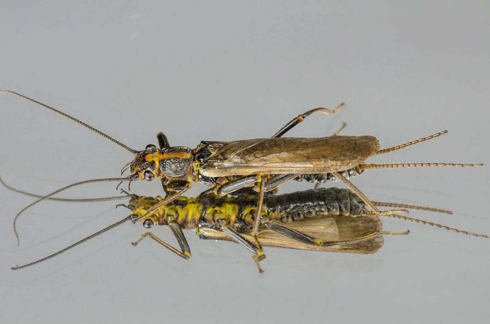 Bug of the Month: Skwala