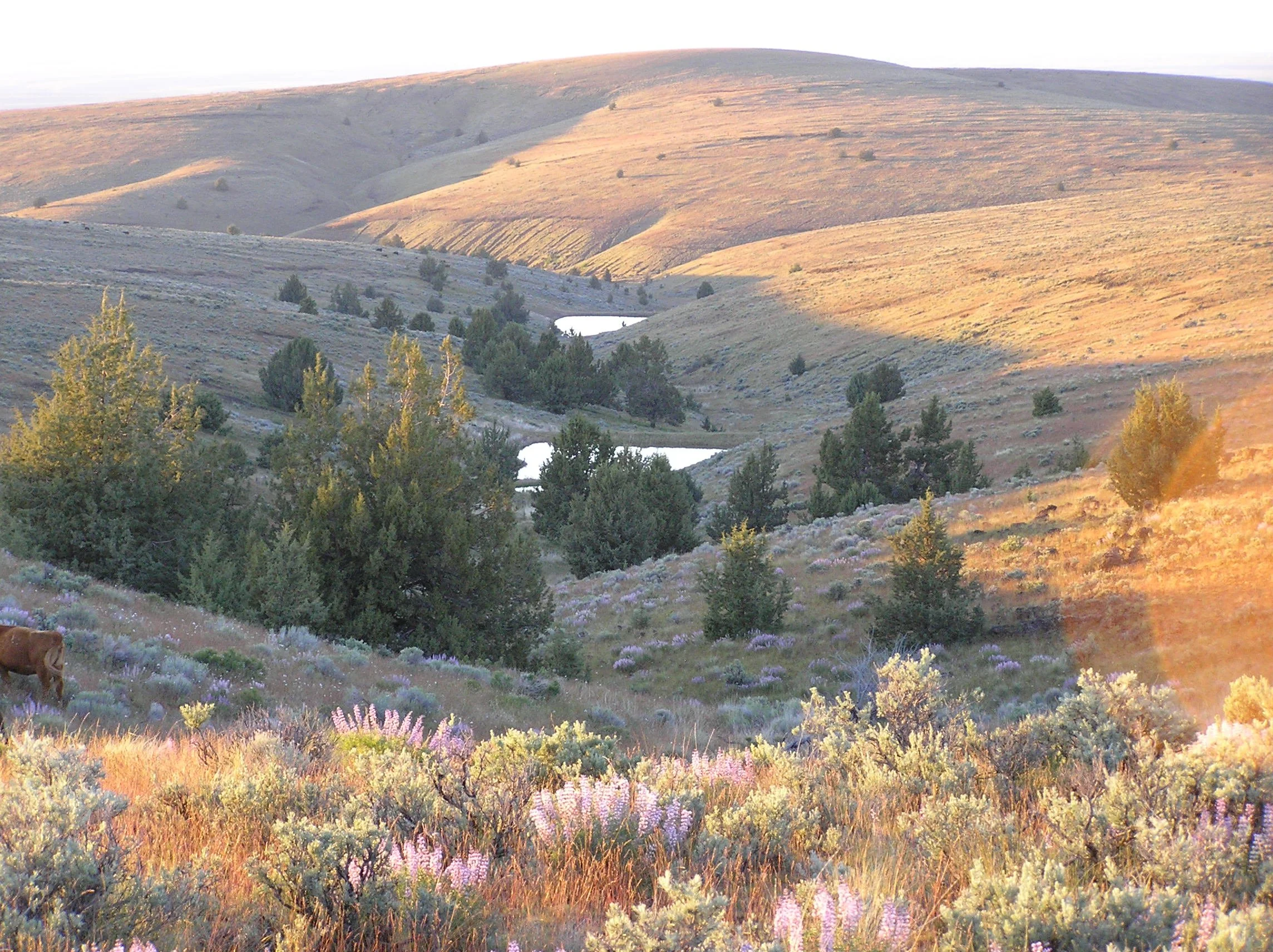 Imperial Stock Ranch: Partners in Conservation