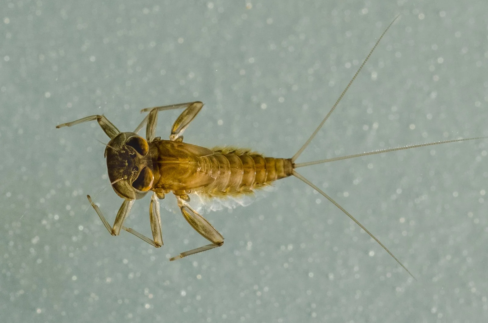 Bug of the Month: March Brown