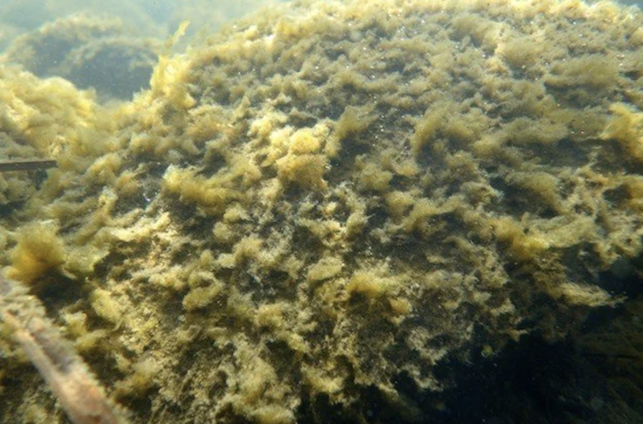 12th Year of DRA Water Quality Monitoring Underway, Familiar Pattern Already Here