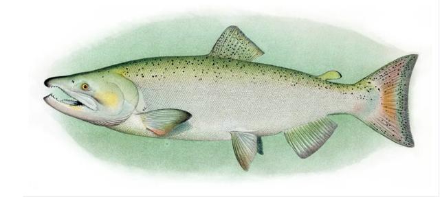 Know Your Deschutes Fish: Spring Chinook 