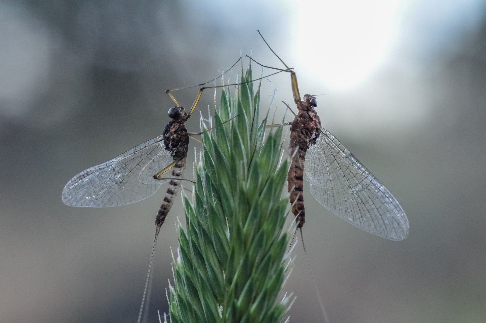 Bug of the Month: Pale Evening Dun