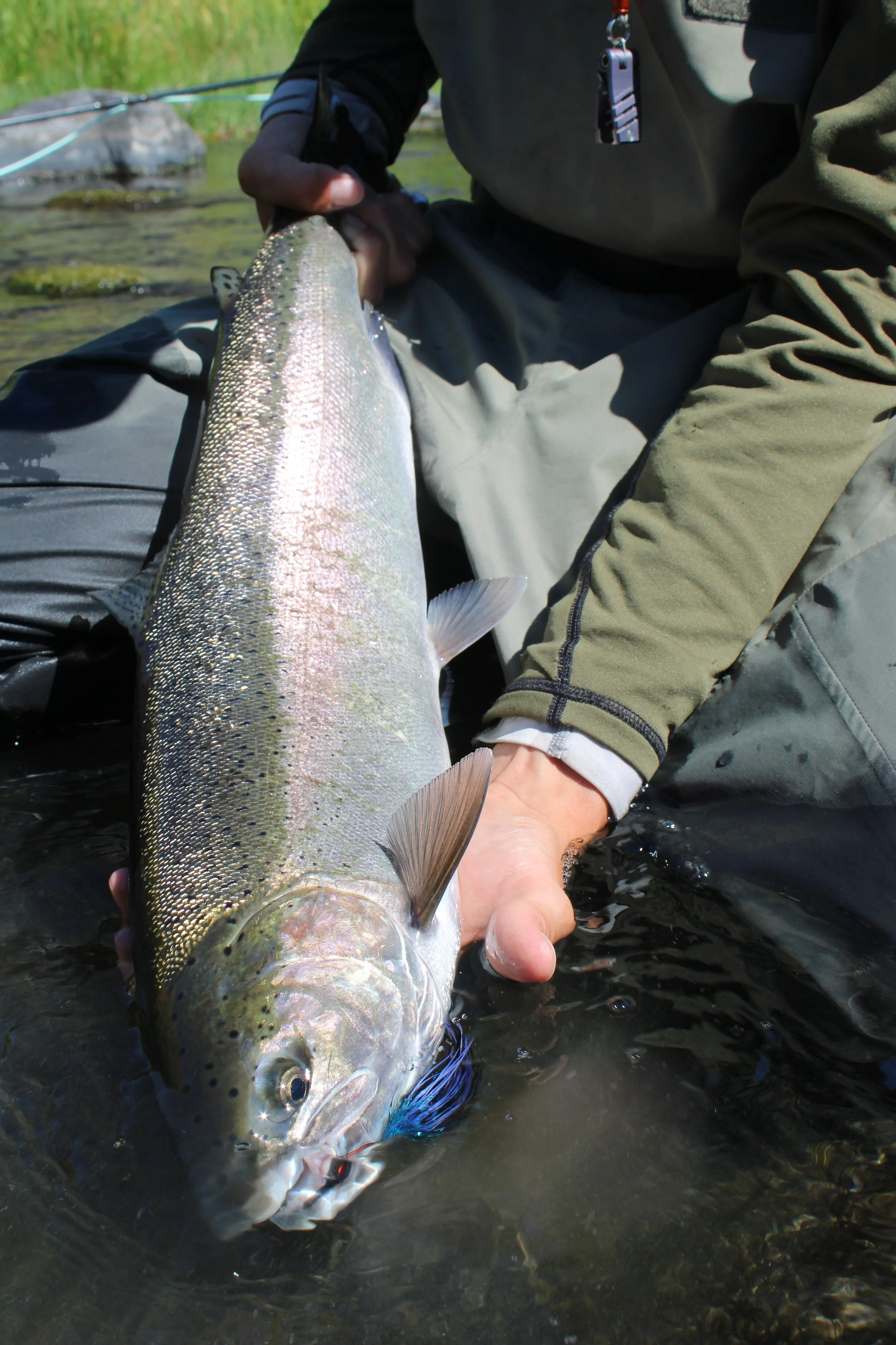 DRA Fish of the Month