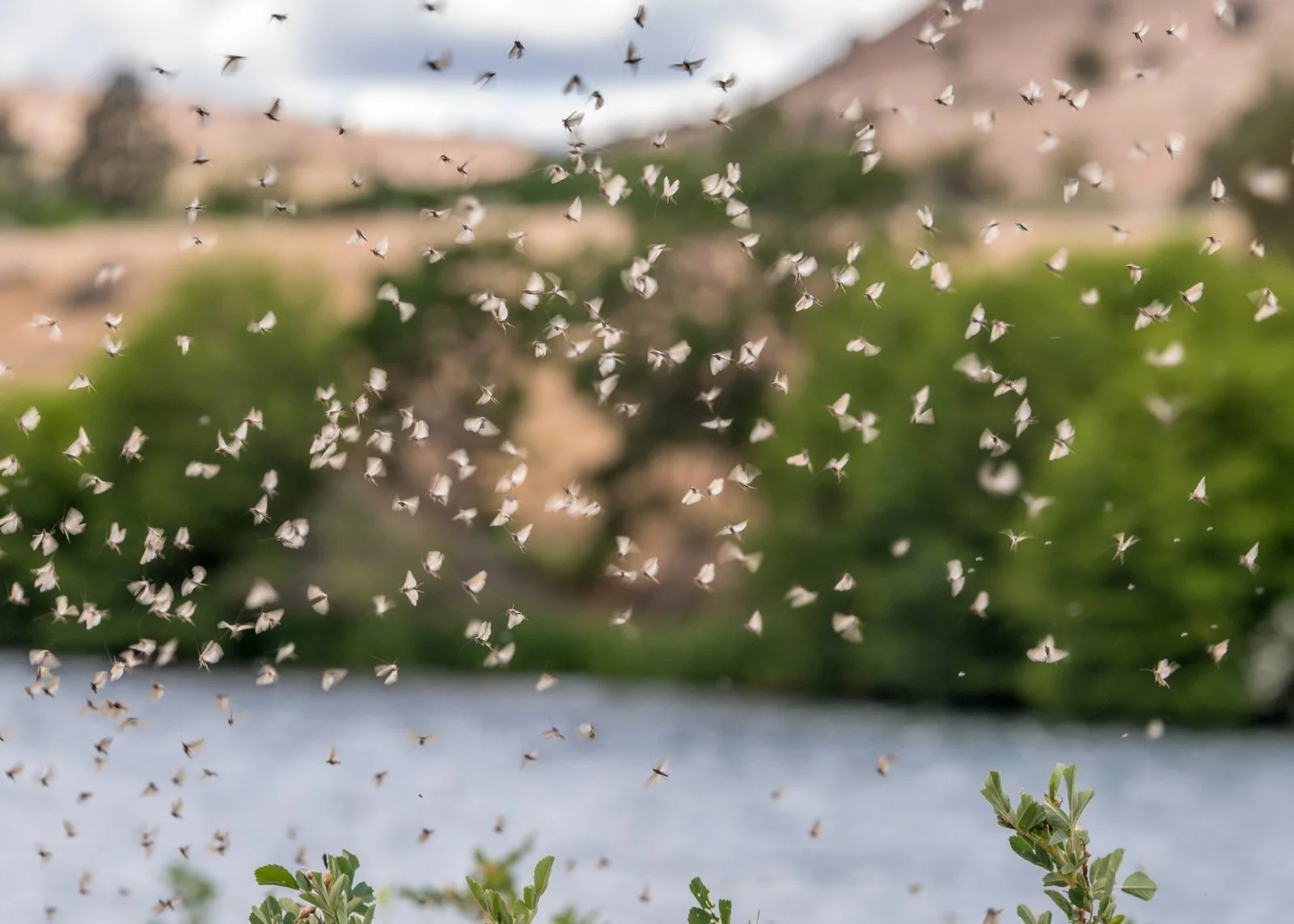 Bug of the Month: Net-Spinning Caddis