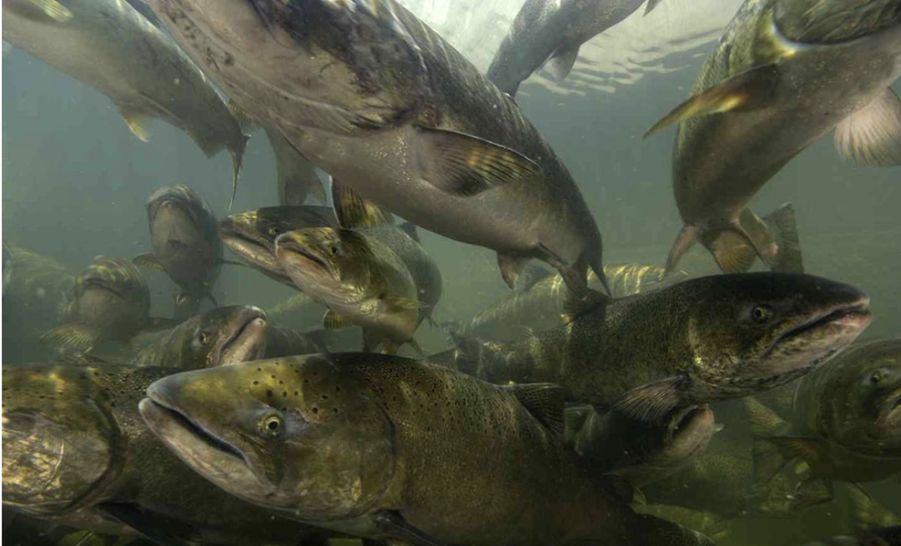  Fish of the Month: Fall Chinook