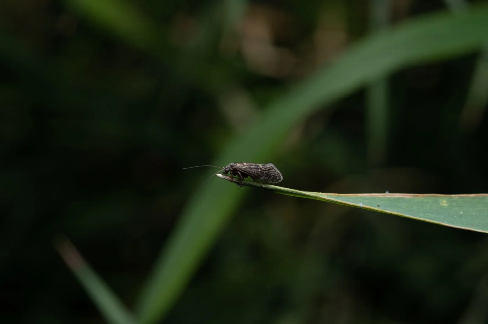 Bug-of-the Month: Saddle Case Caddis
