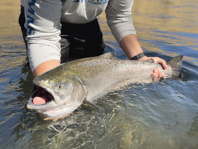 Four Questions on the Steelhead Closure
