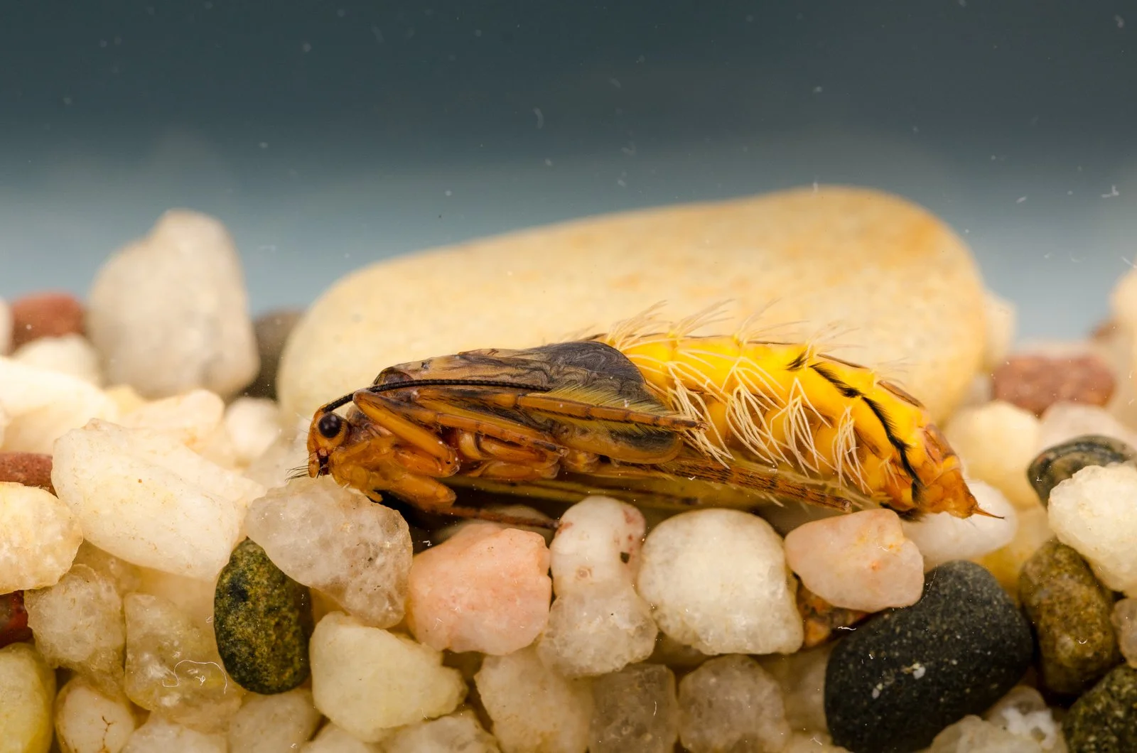 Bug of the Month: October Caddis