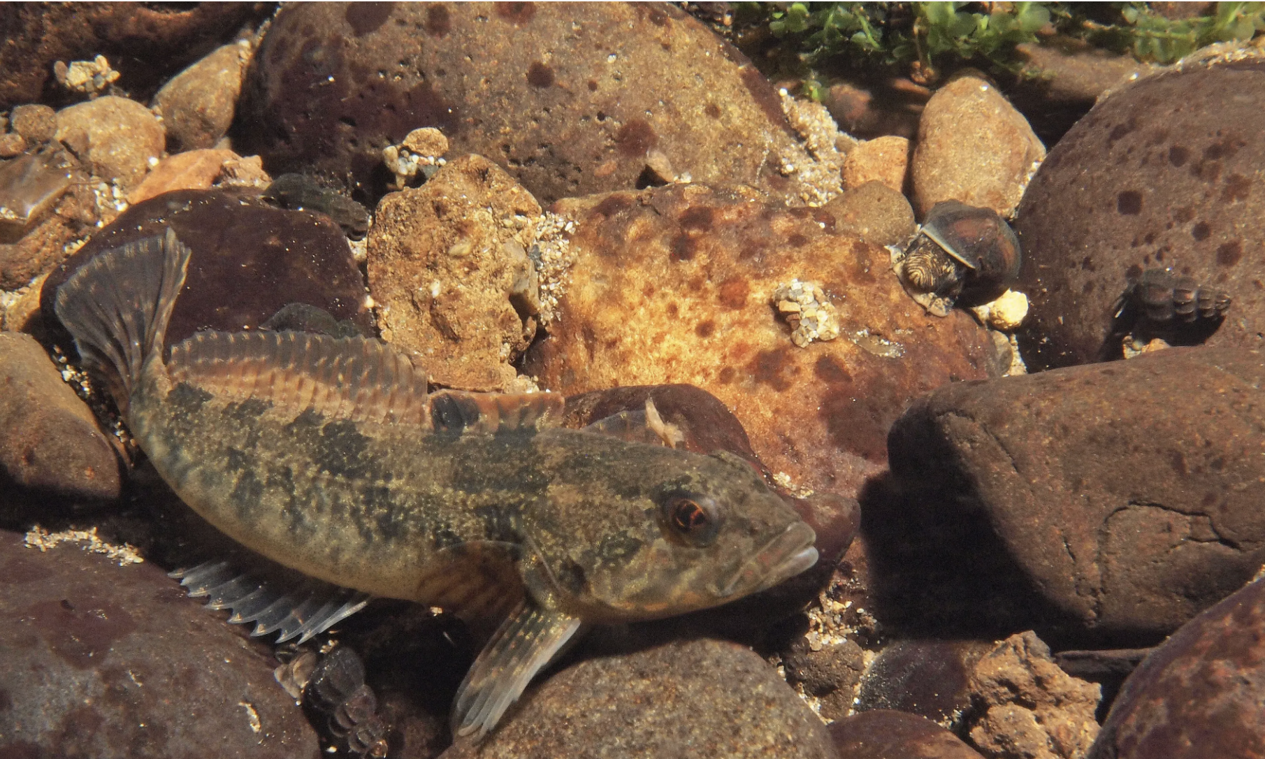 Fish of the Month: From Sculpin to Stickleback: the Ones You Usually Don’t See